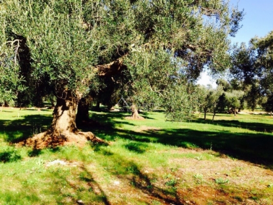 (Cod. Immobile: 1488za) - Tipologia: Terreno a Carovigno (Brindisi) Puglia