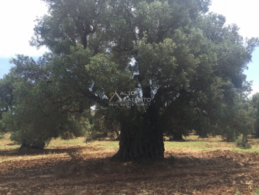 (Cod. Immobile: 1778za) - Tipologia: Terreno a Carovigno (Brindisi) Puglia