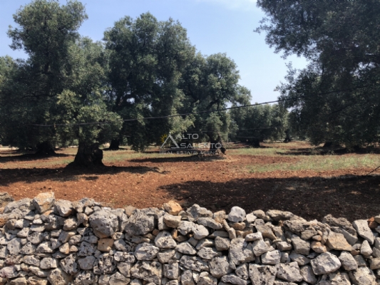 (Cod. Immobile: 2095vm) - Tipologia: Terreno a Carovigno (Brindisi) Puglia