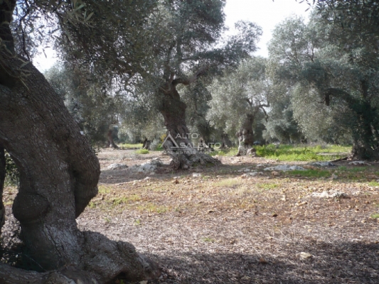 (Cod. Immobile: 1394za) - Tipologia: Terreno a Carovigno (Brindisi) Puglia